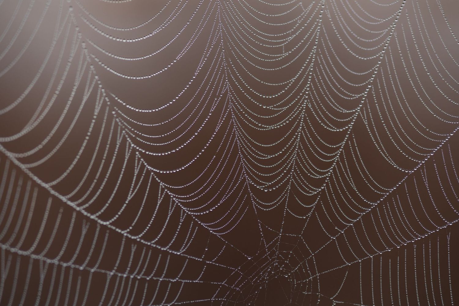 A delicate spider web covered in morning dew drops creates a mesmerizing pattern of curved lines against a dark background.