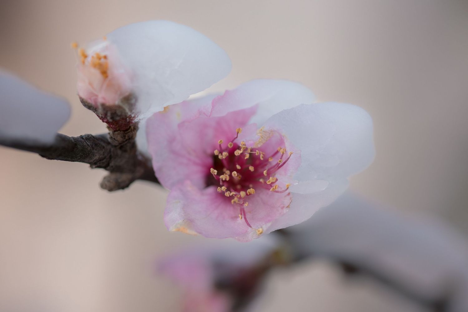 Delicate pink cherry blossoms bloom on a branch with soft bokeh background in springtime.