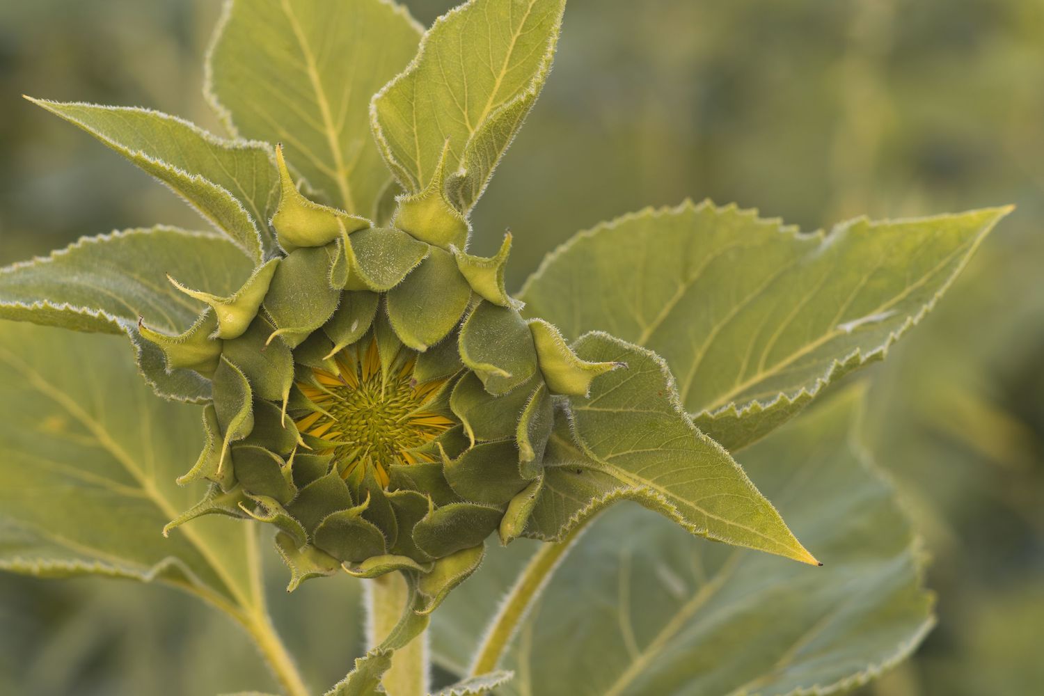 Close-up of an unopened sunflower bud with green petals and leaves in soft natural light.