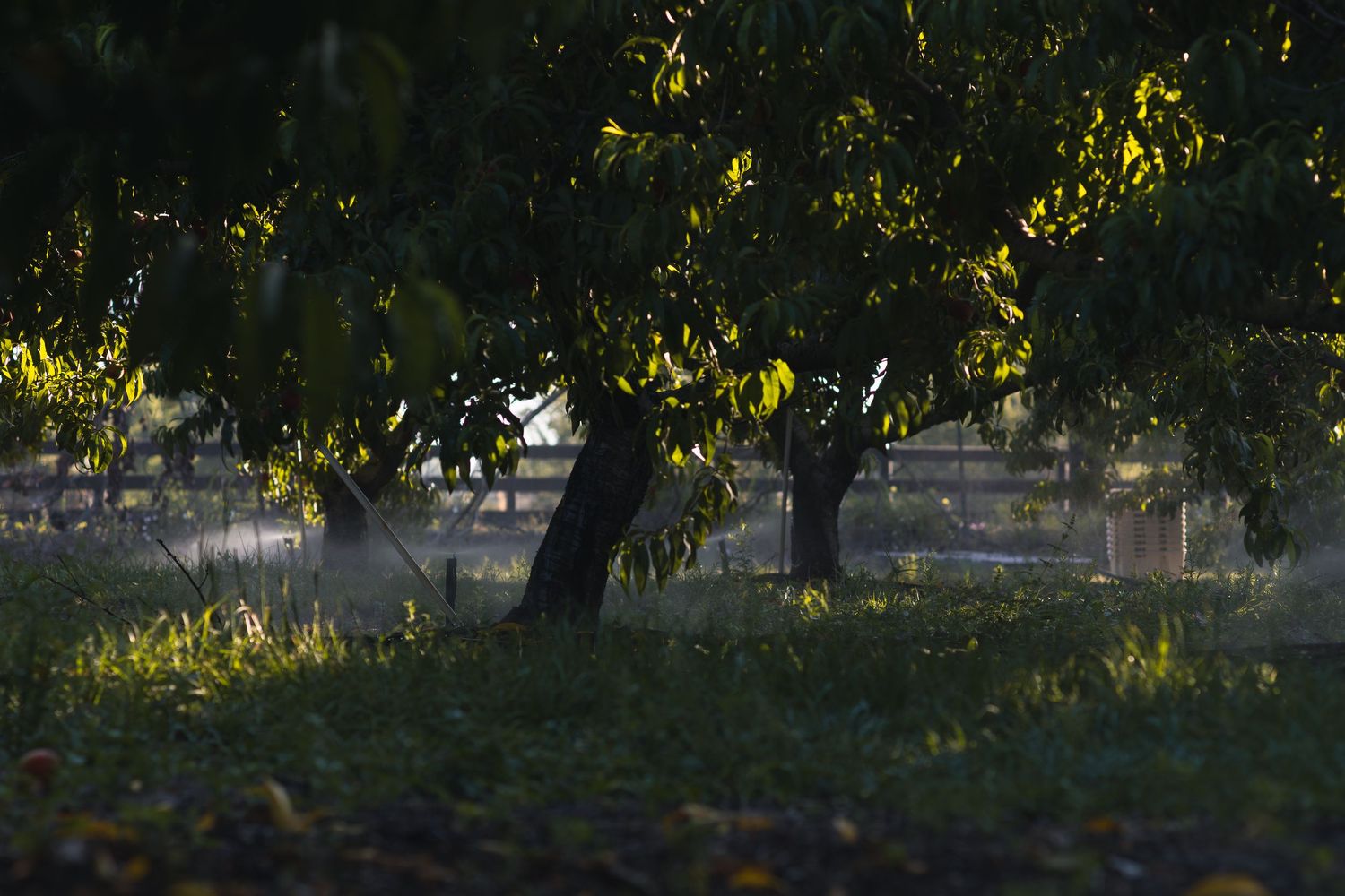 Sunlit orchard with lush green trees casting shadows on grass-covered ground during golden hour.