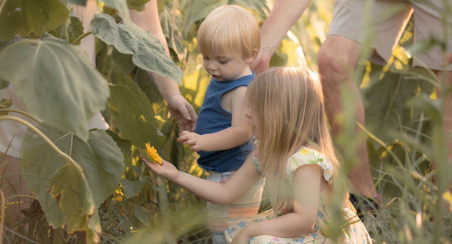 Two young children explore sunflower plants in a garden, with an adult standing nearby on a sunny day.