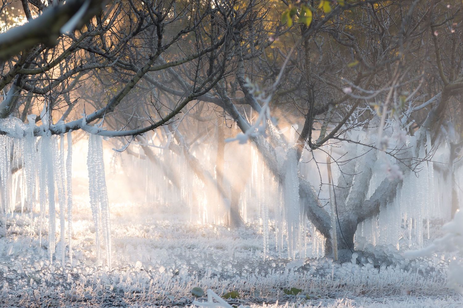 Misty forest landscape with sunlight streaming through bare trees creating a dreamy ethereal atmosphere.
