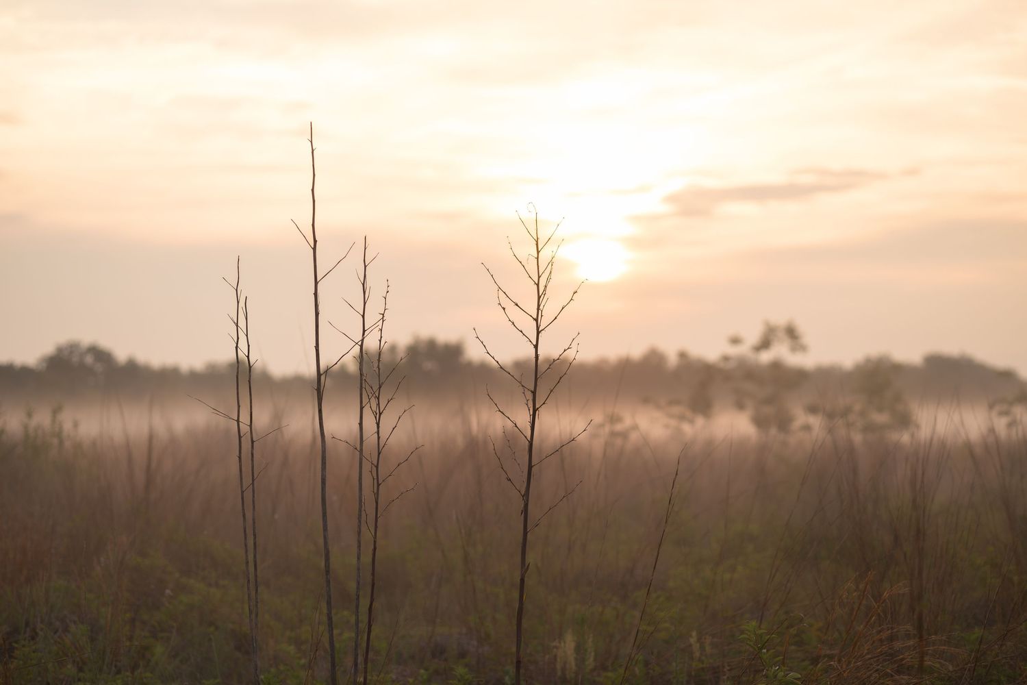 Misty sunrise over a golden meadow with silhouetted bare branches in the foreground and soft foggy light.
