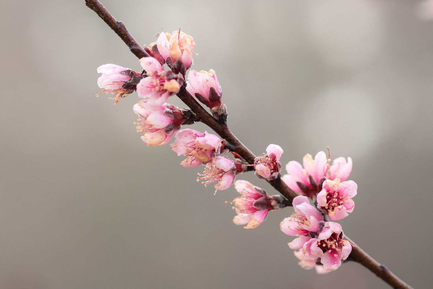 Delicate pink cherry blossoms blooming on a branch against a soft blurred background in springtime.