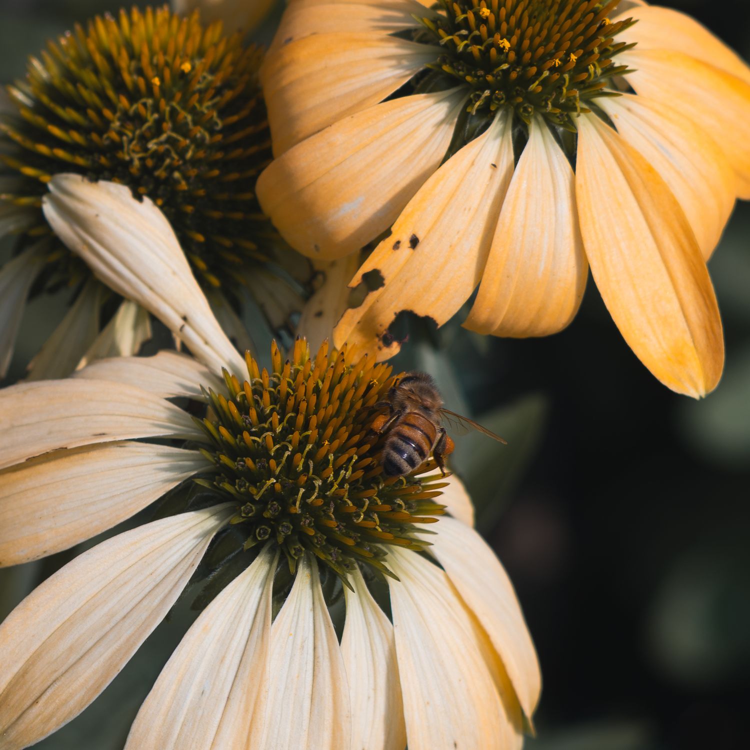 A honeybee pollinates pale yellow coneflowers with spiky brown centers in a close-up nature photograph.