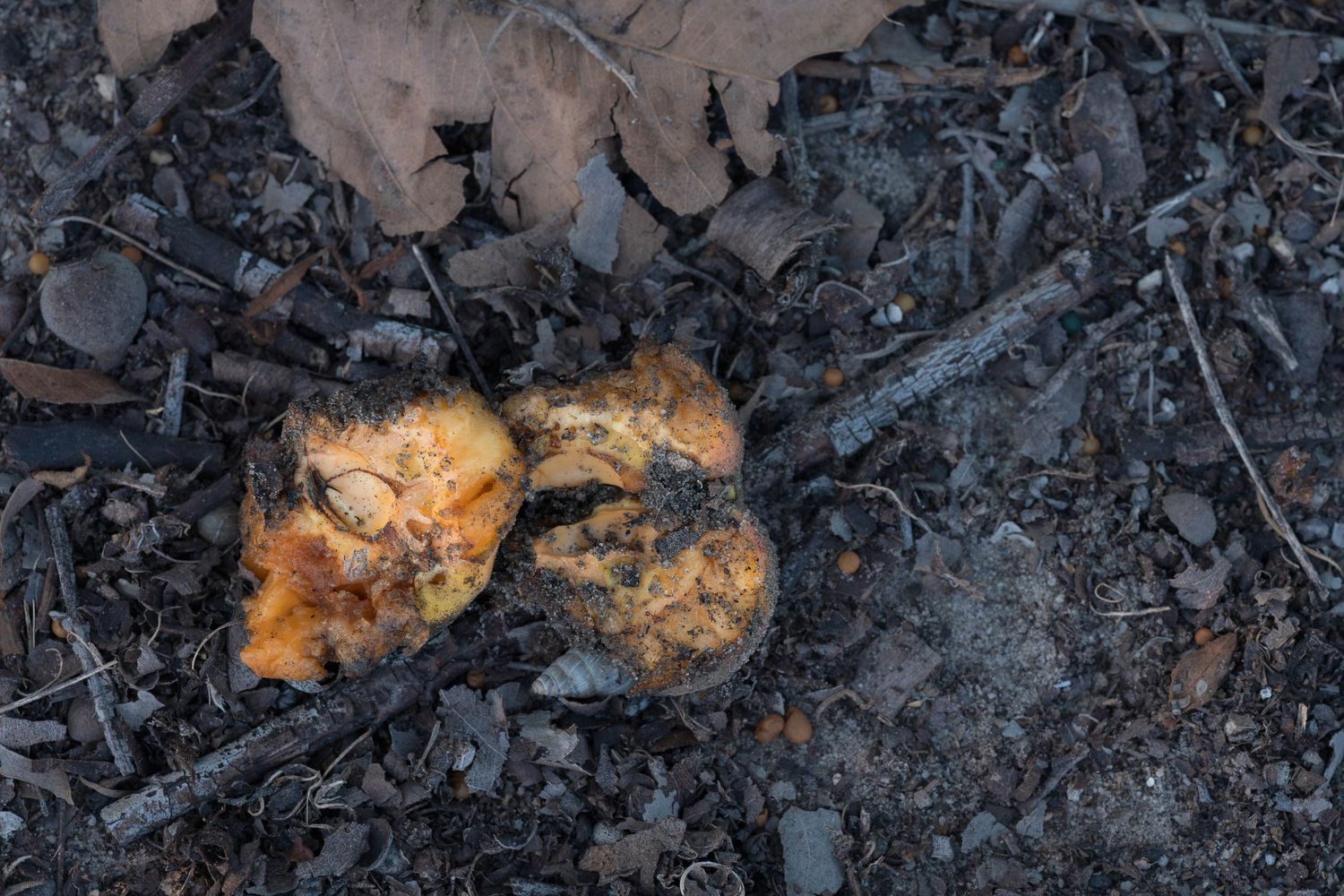Decaying orange mushrooms on dark forest floor surrounded by dry leaves and charred wood debris.