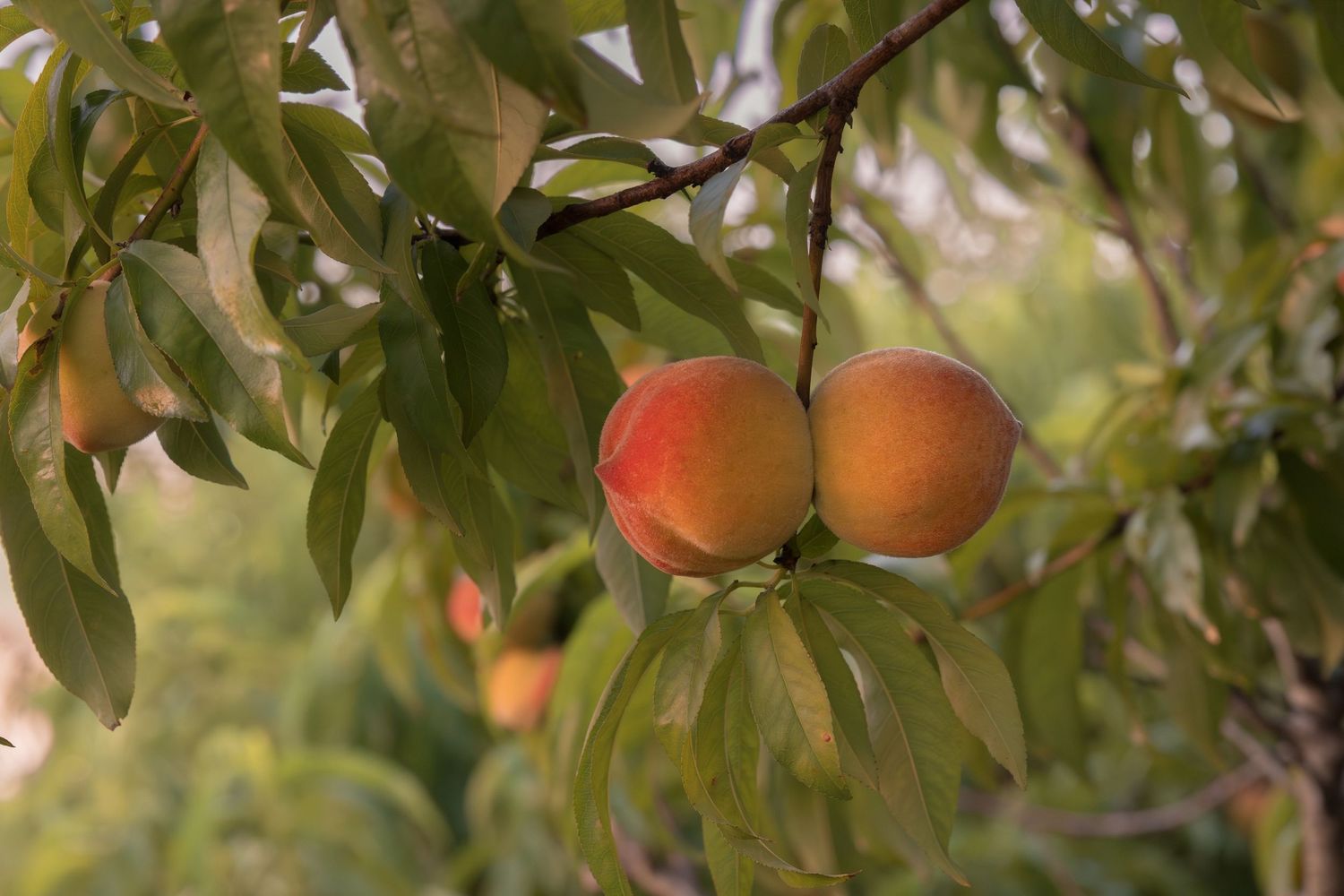 Two ripe peaches hanging on a peach tree branch surrounded by green leaves in an orchard.