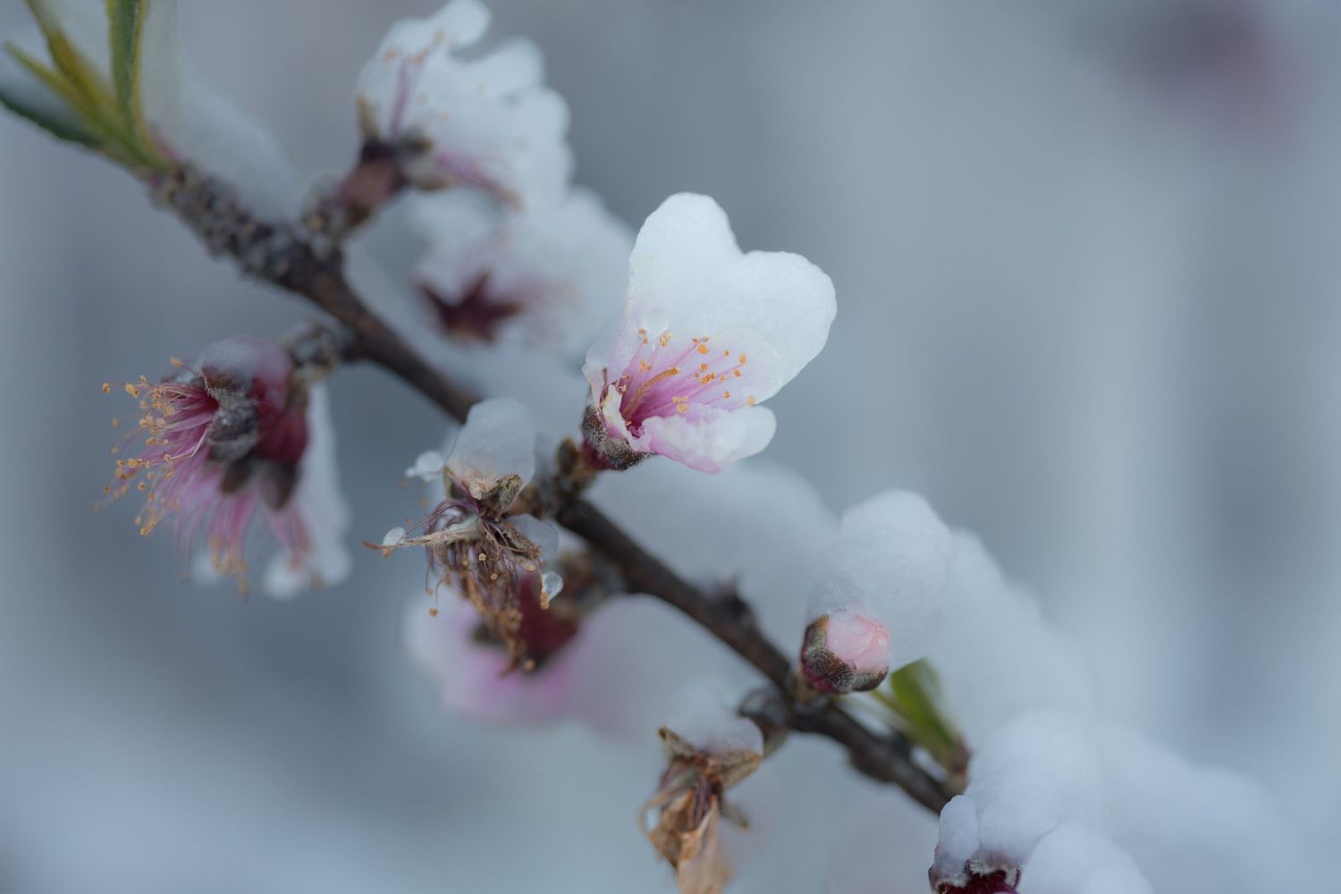 Delicate pink and white cherry blossoms blooming on a branch with soft blurred background in springtime.