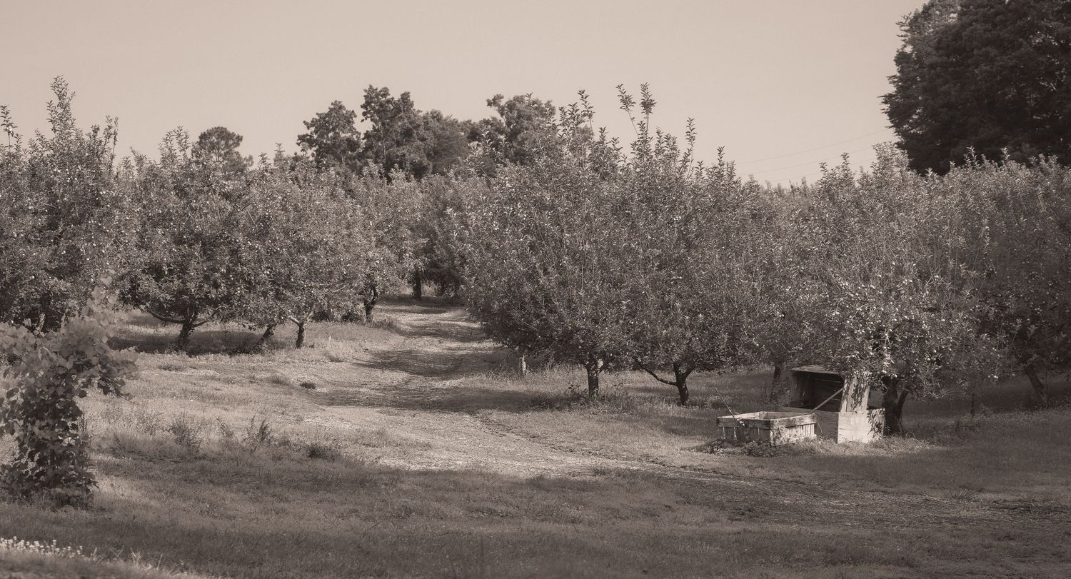 Sepia-toned orchard with rows of mature apple trees on a grassy hillside, featuring a small white structure.