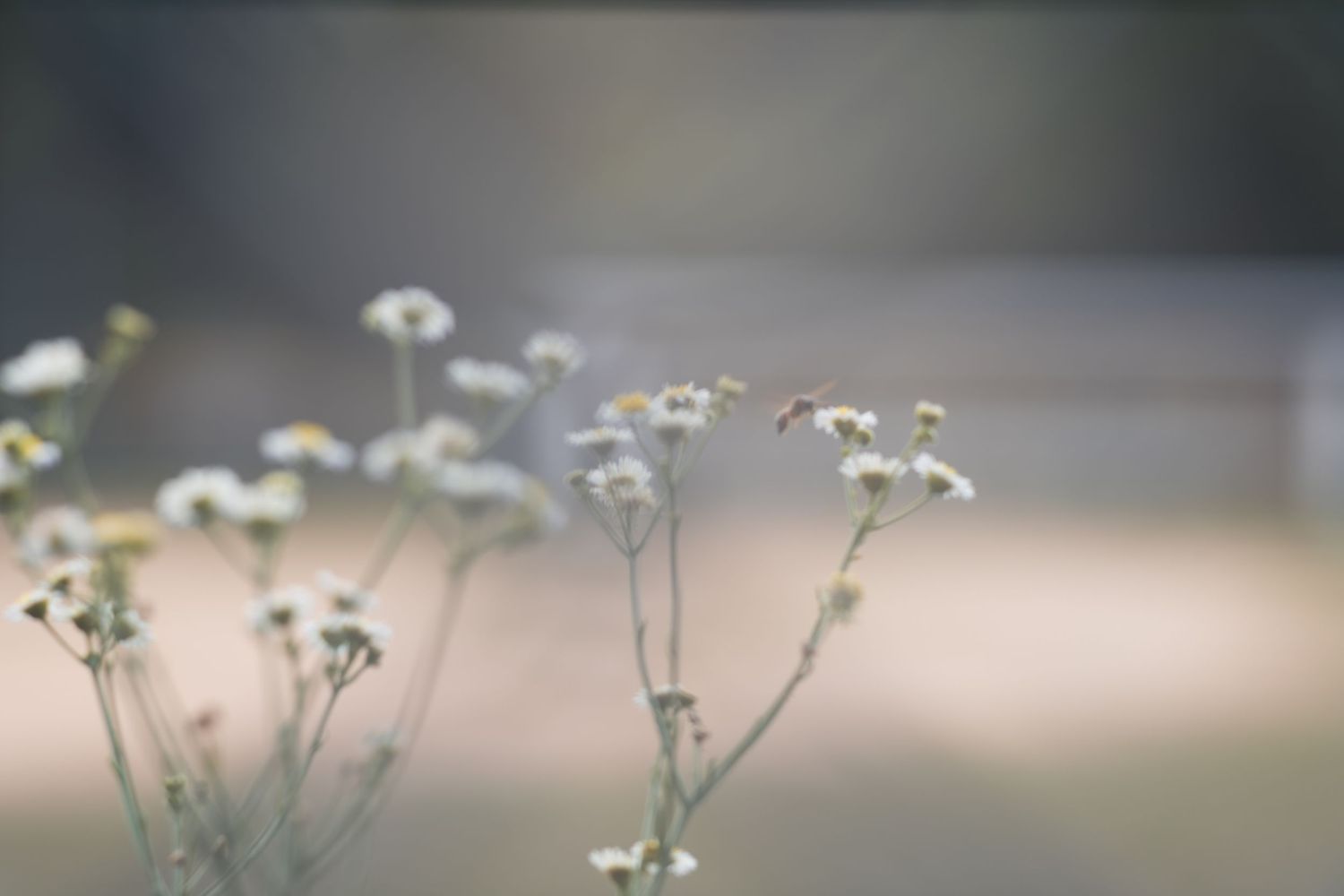 Delicate white wildflowers with thin stems in soft focus, with a blurred natural background in warm neutral tones.