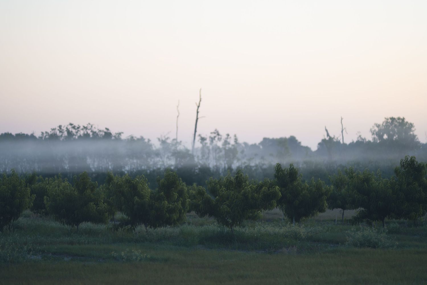 Misty morning landscape over a green orchard with bare trees emerging through low fog at dawn.