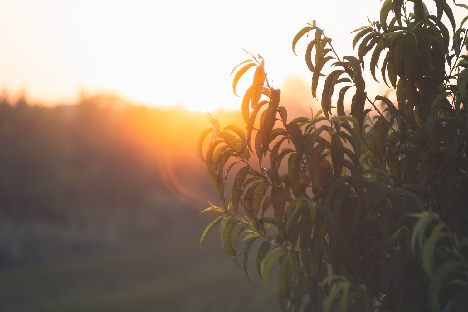 Lush green plant silhouetted against a warm golden sunset in a serene outdoor landscape.