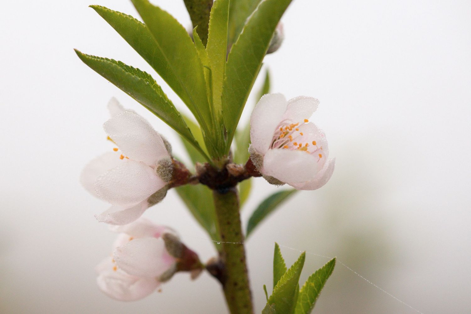 Delicate pink cherry blossoms blooming on a branch with fresh green leaves against a white background.