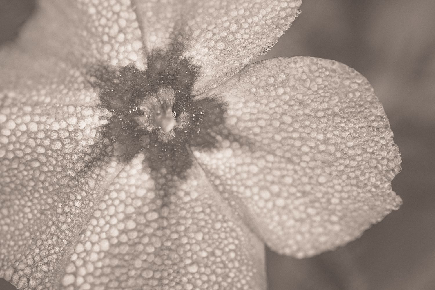 Close-up macro photograph of white flower petals covered in morning dew drops in black and white.
