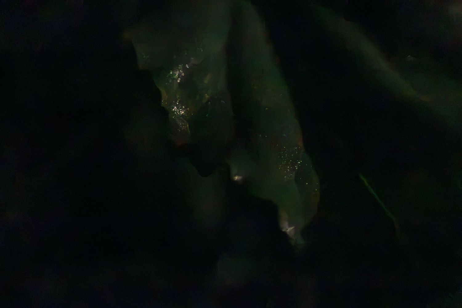 Close-up of a dark green leaf with spots and damage visible in low light conditions.