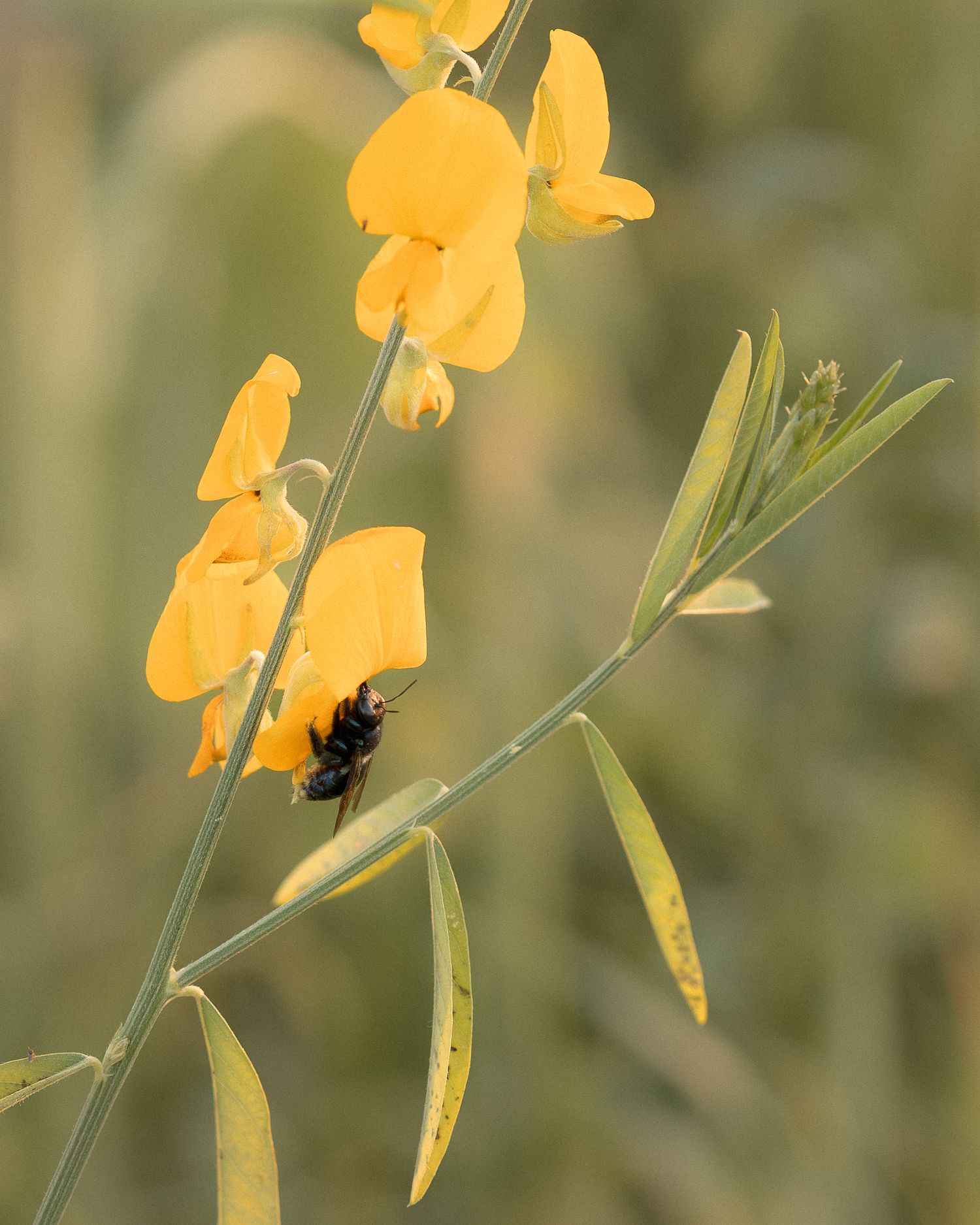 A bumblebee perched on a yellow flowering plant with slender green leaves against a soft blurred background.