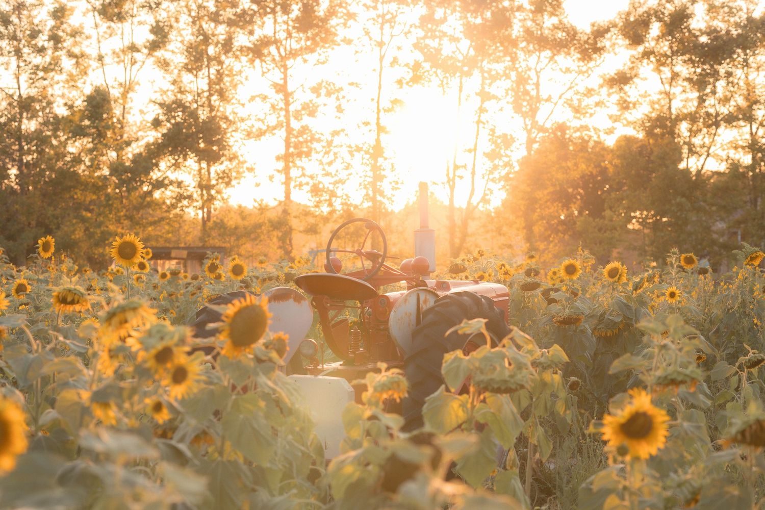 A vintage tractor sits among golden sunflowers in a sunlit field at sunset with trees glowing in the background.