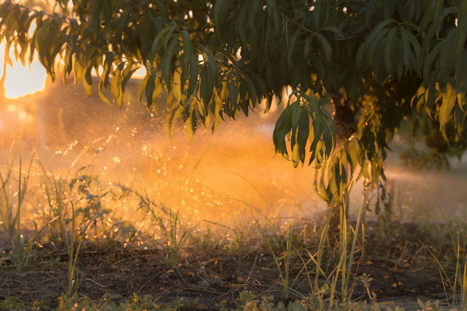 Golden sunset light filters through green tree leaves as water sprinklers mist a lush orchard garden.