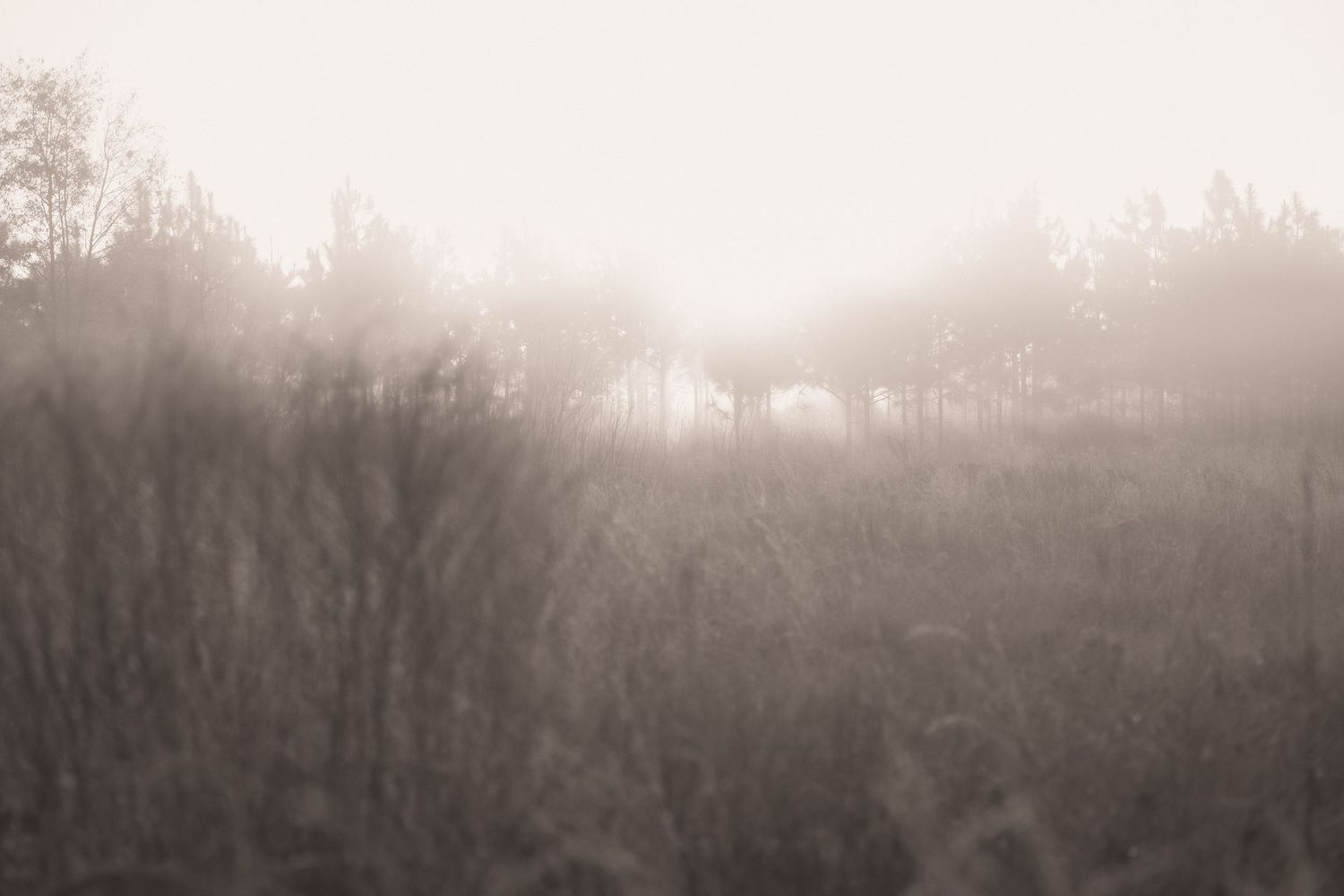 Sunlight pierces through morning mist over a misty forest landscape creating an ethereal monochromatic atmosphere.