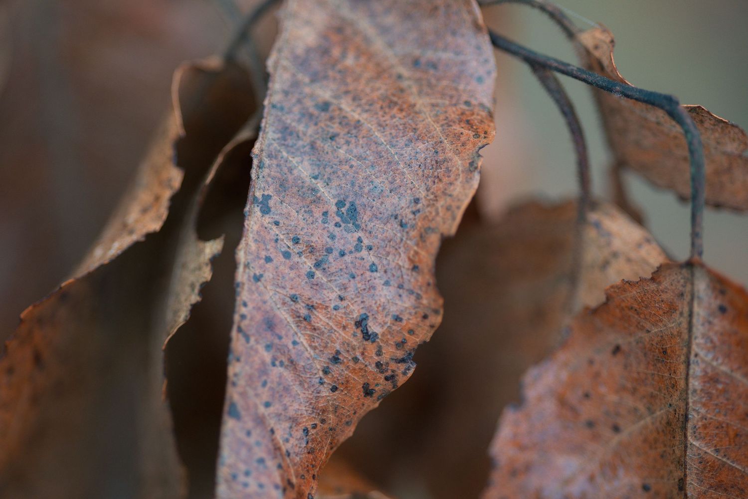 Macro close-up of rusty brown autumn leaves with textured surface and blue speckles in soft focus.