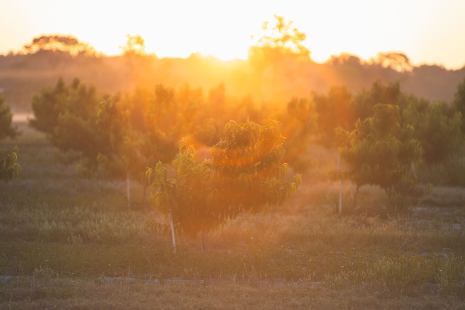 Golden sunset light glowing through young orchard trees in a rural field at dusk.