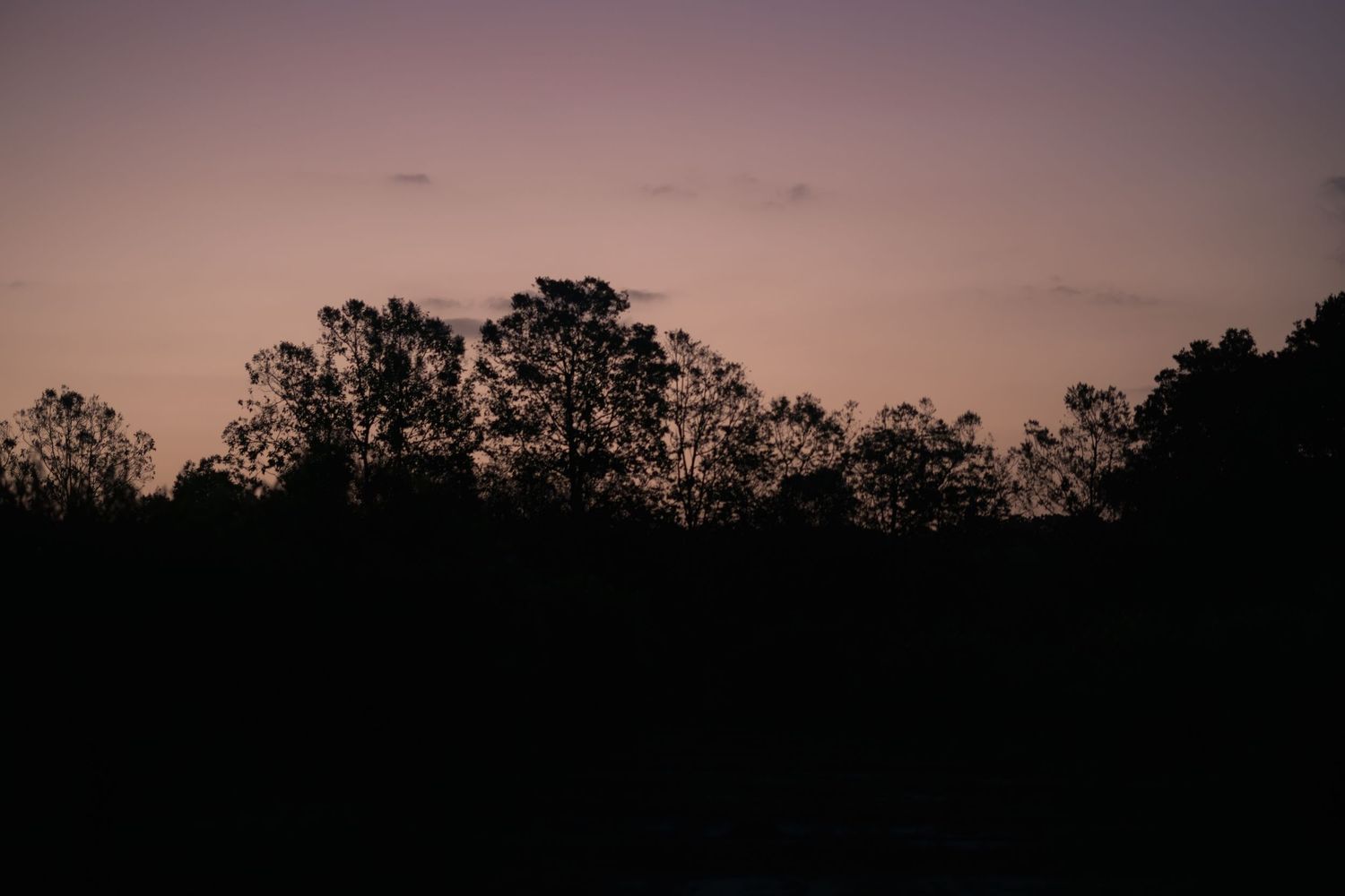 Silhouetted trees against a pink and purple dusk sky at twilight.