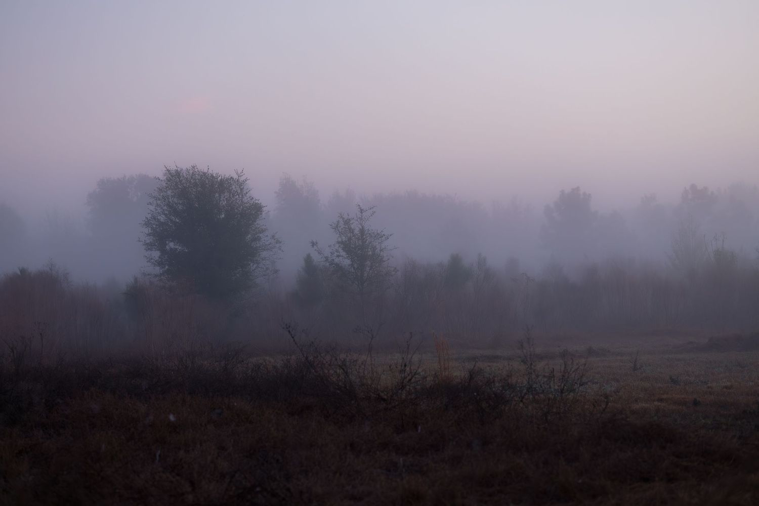 Moody panoramic landscape of misty forest and fields at dusk with silhouetted trees in the distance.