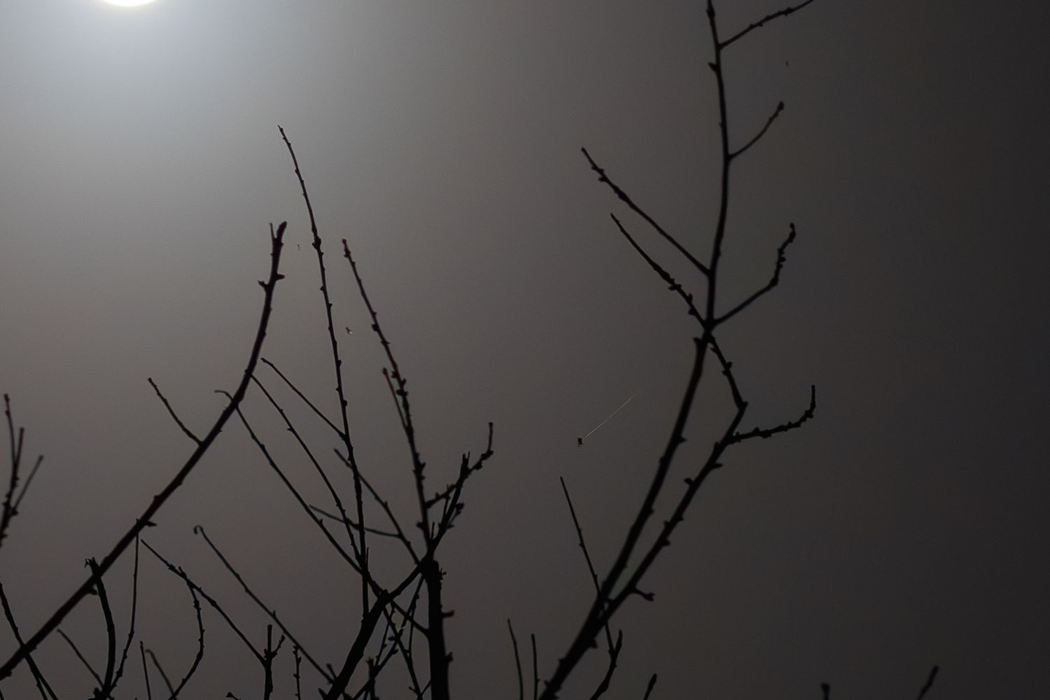 Bare tree branches silhouetted against a misty gray sky with a glowing moon at night.
