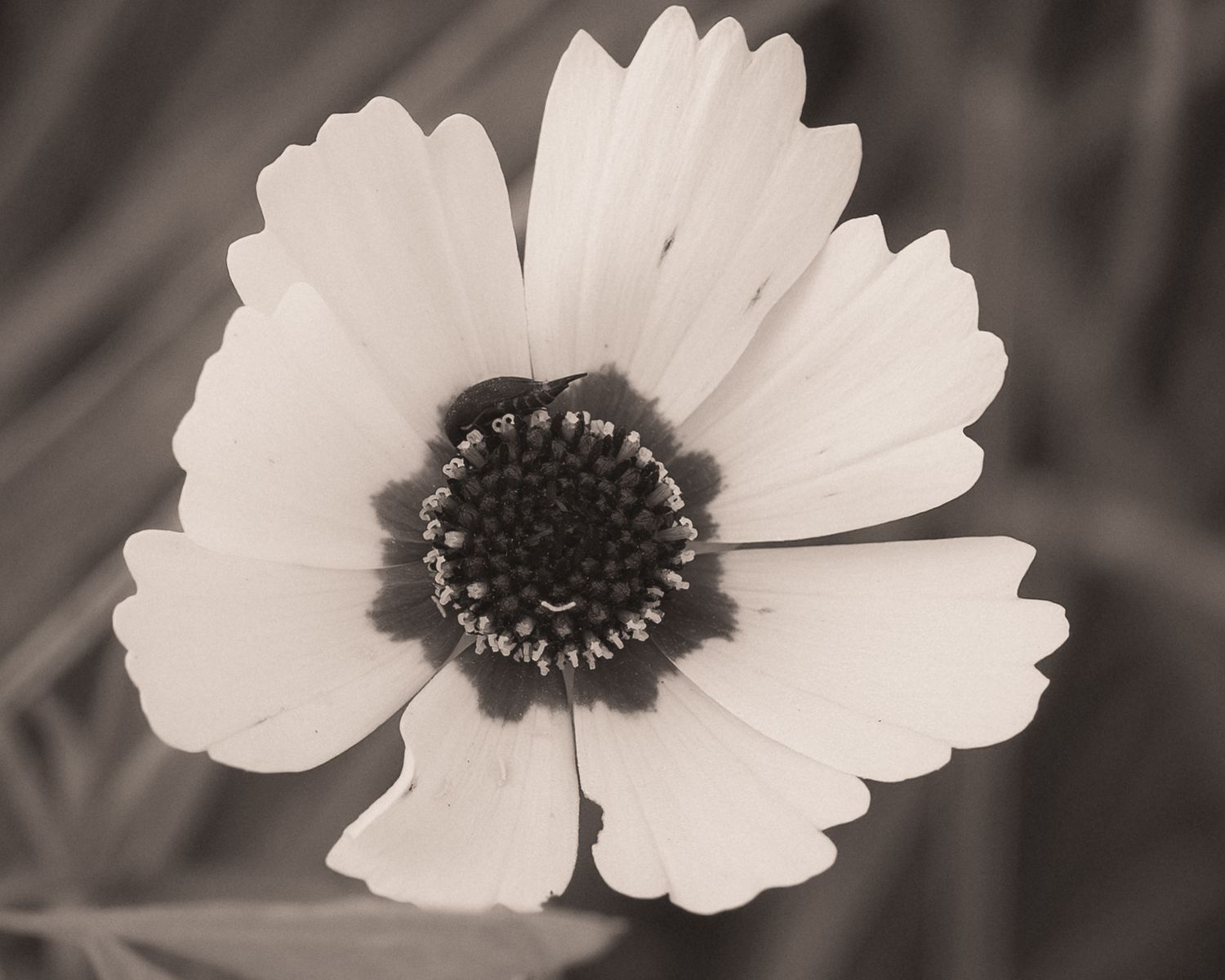 Black and white macro photo of a cosmos flower with delicate white petals and dark center disc florets.