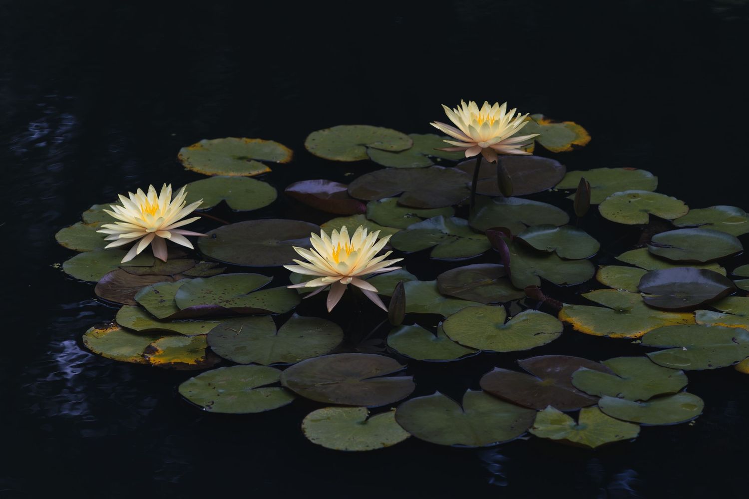 Yellow water lilies bloom among green lily pads on a dark, tranquil pond.