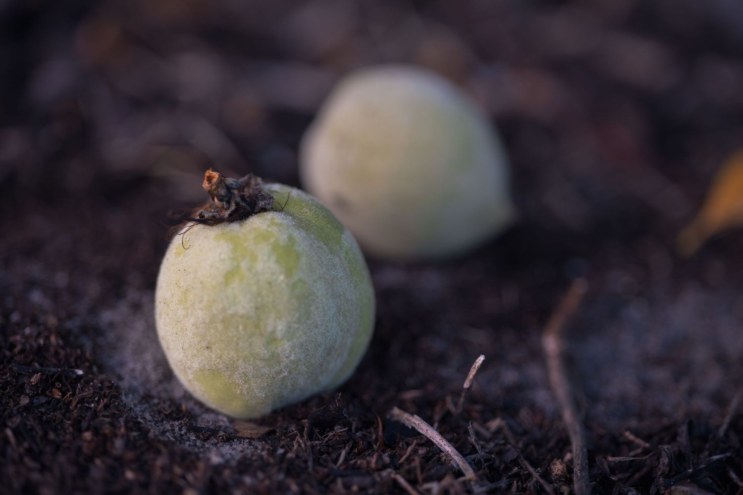 Two small round green fruits resting on dark soil, with a tiny insect visible on the closest fruit.