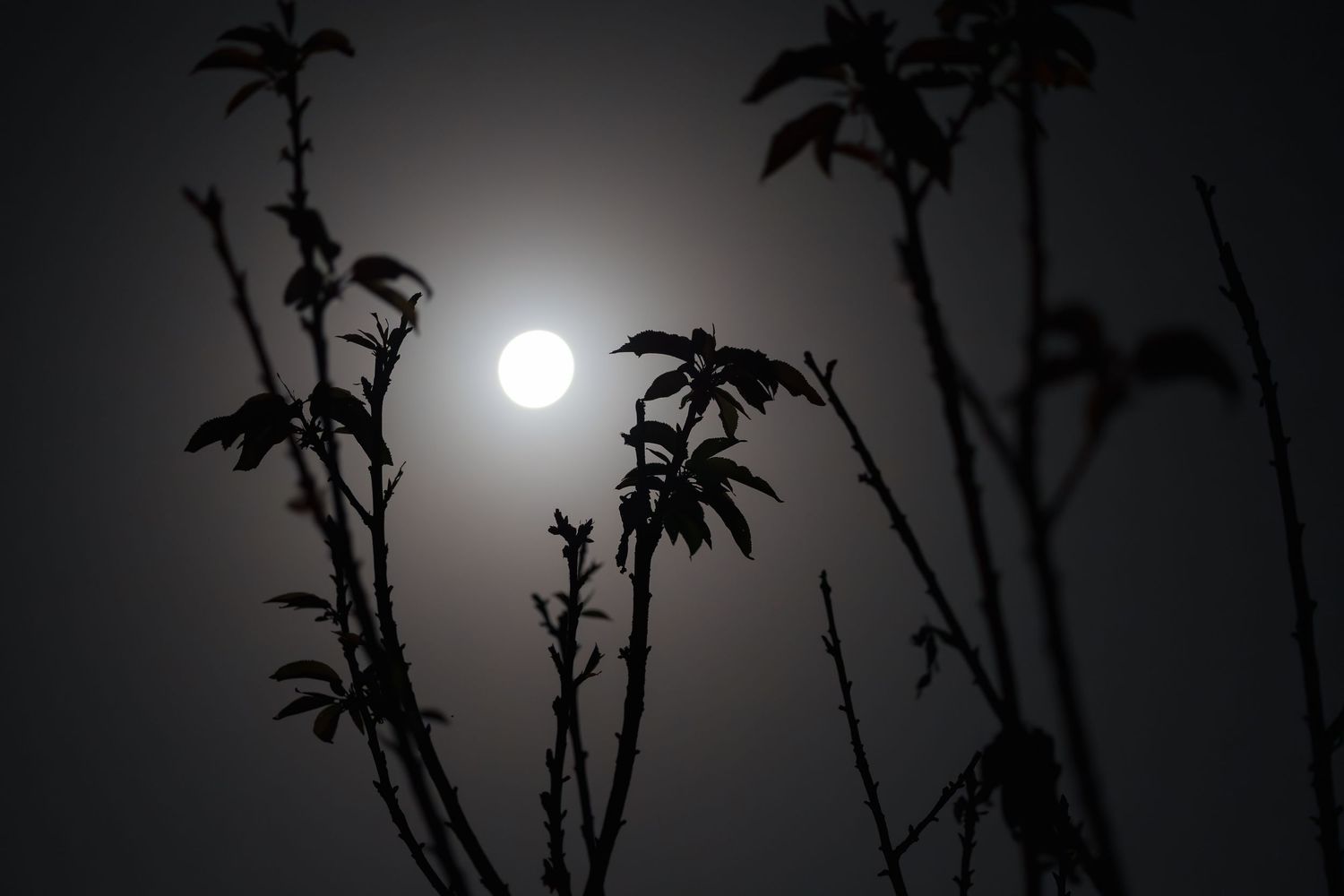 Silhouetted tree branches with leaves against a glowing full moon in a dark night sky.