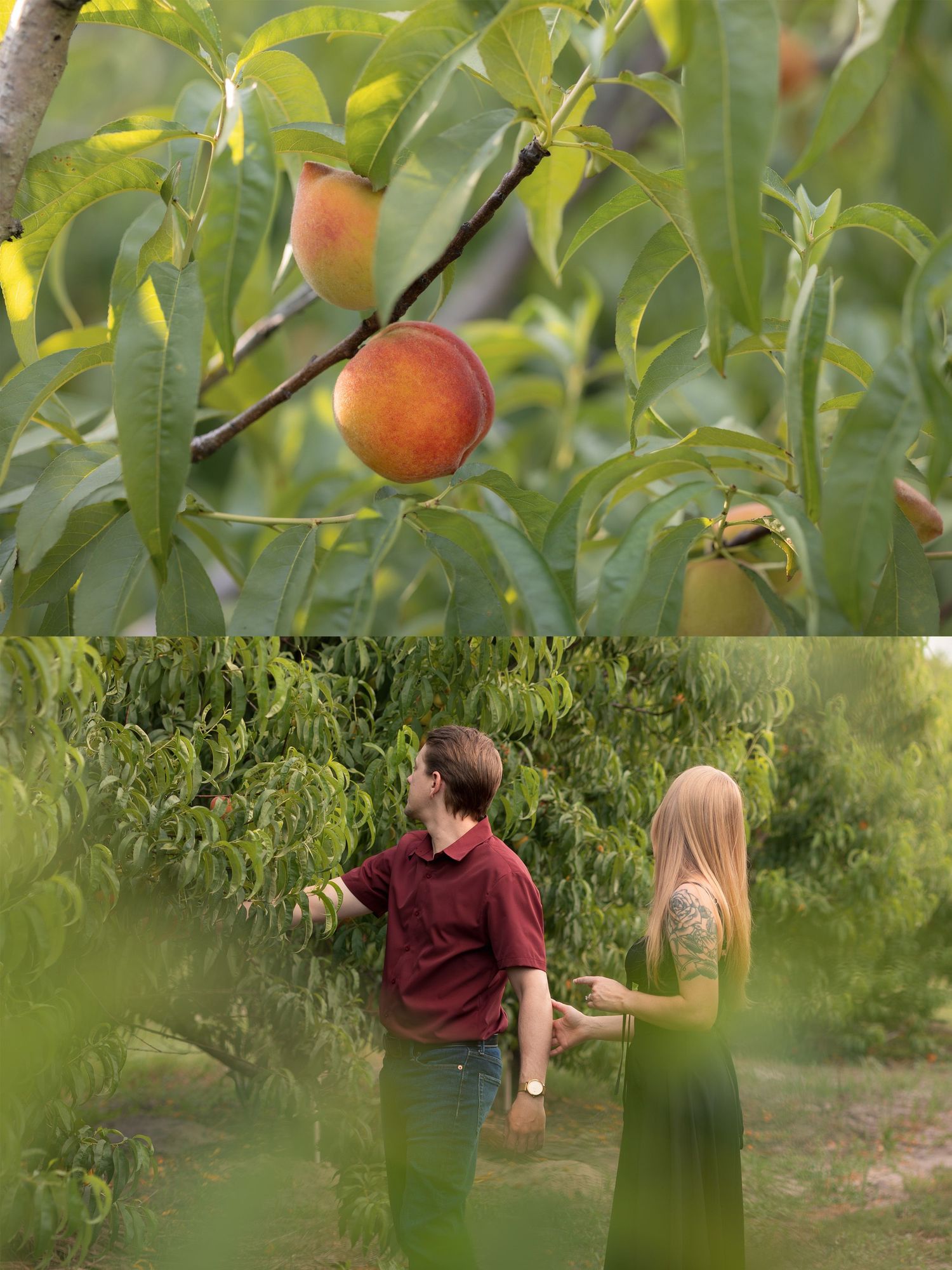 A couple holds hands in a lush peach orchard, with ripe peaches hanging from green leafy branches above.