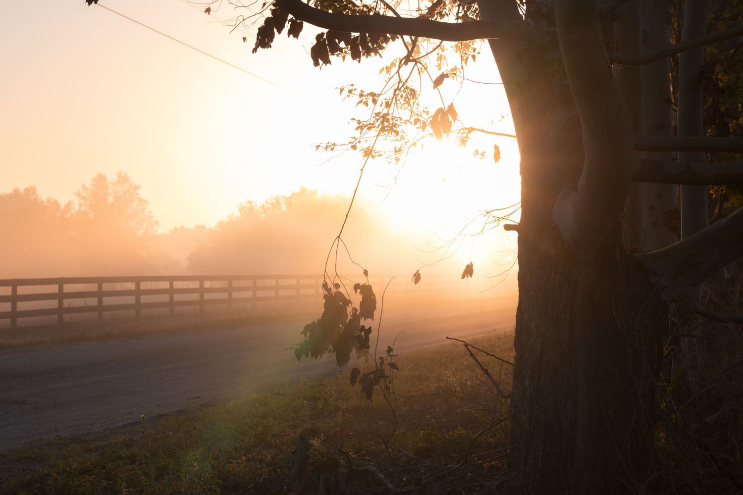 Misty sunrise over a rural road with a wooden fence, tree silhouette, and golden fog in autumn.