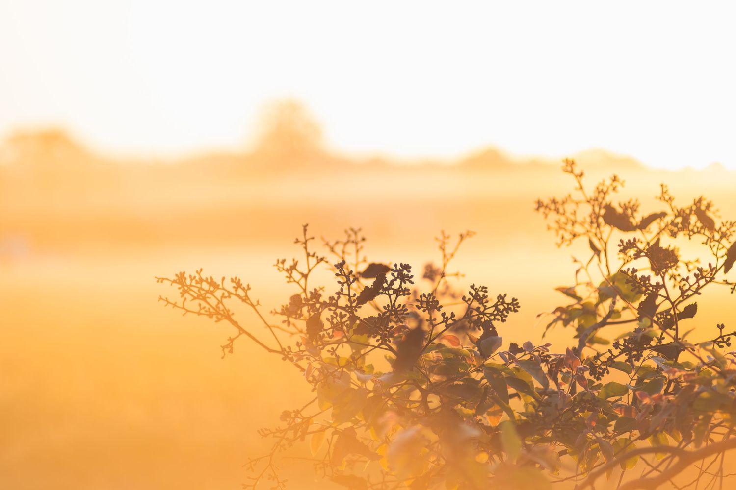 Golden hour sunlight illuminates wild plants and shrubs in a misty field, creating a warm, dreamy bokeh background.