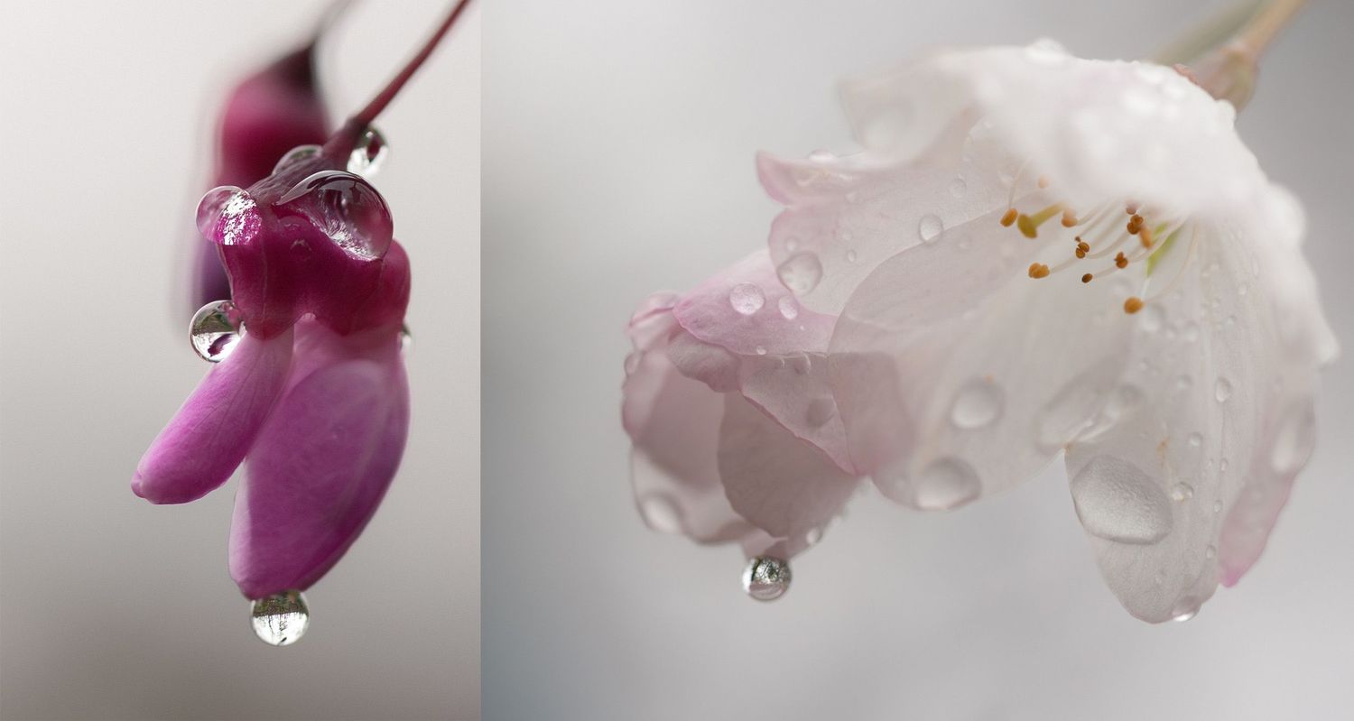 Close-up of pink flower buds and white cherry blossoms with water droplets on petals against a soft gray background.