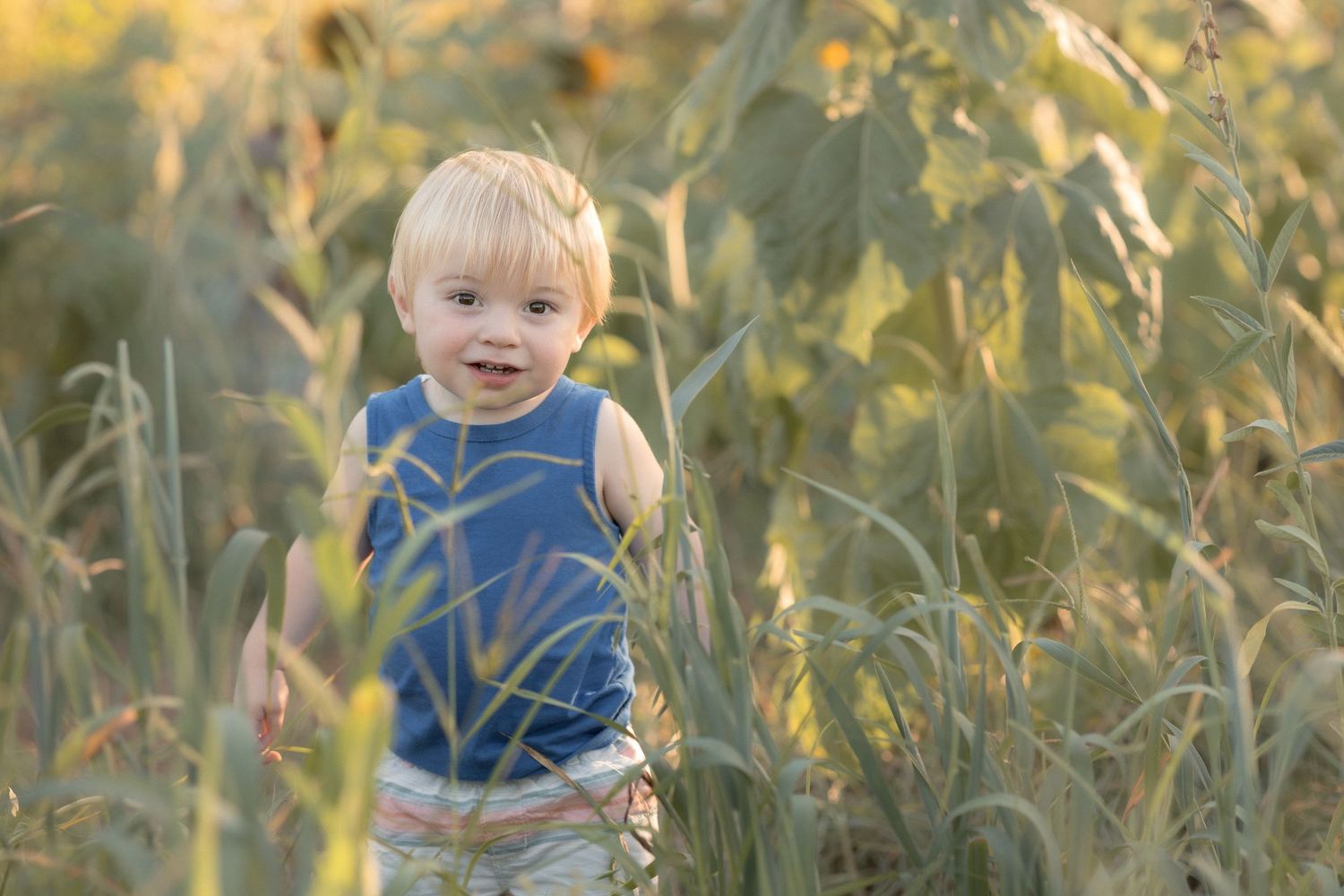 Smiling toddler boy in blue sleeveless shirt playing in tall green grass field during golden hour.