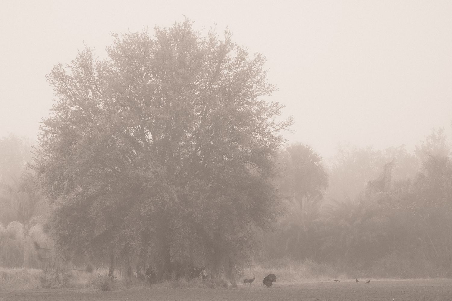 A misty morning landscape shows silhouettes of trees and bushes creating a serene atmospheric scene.
