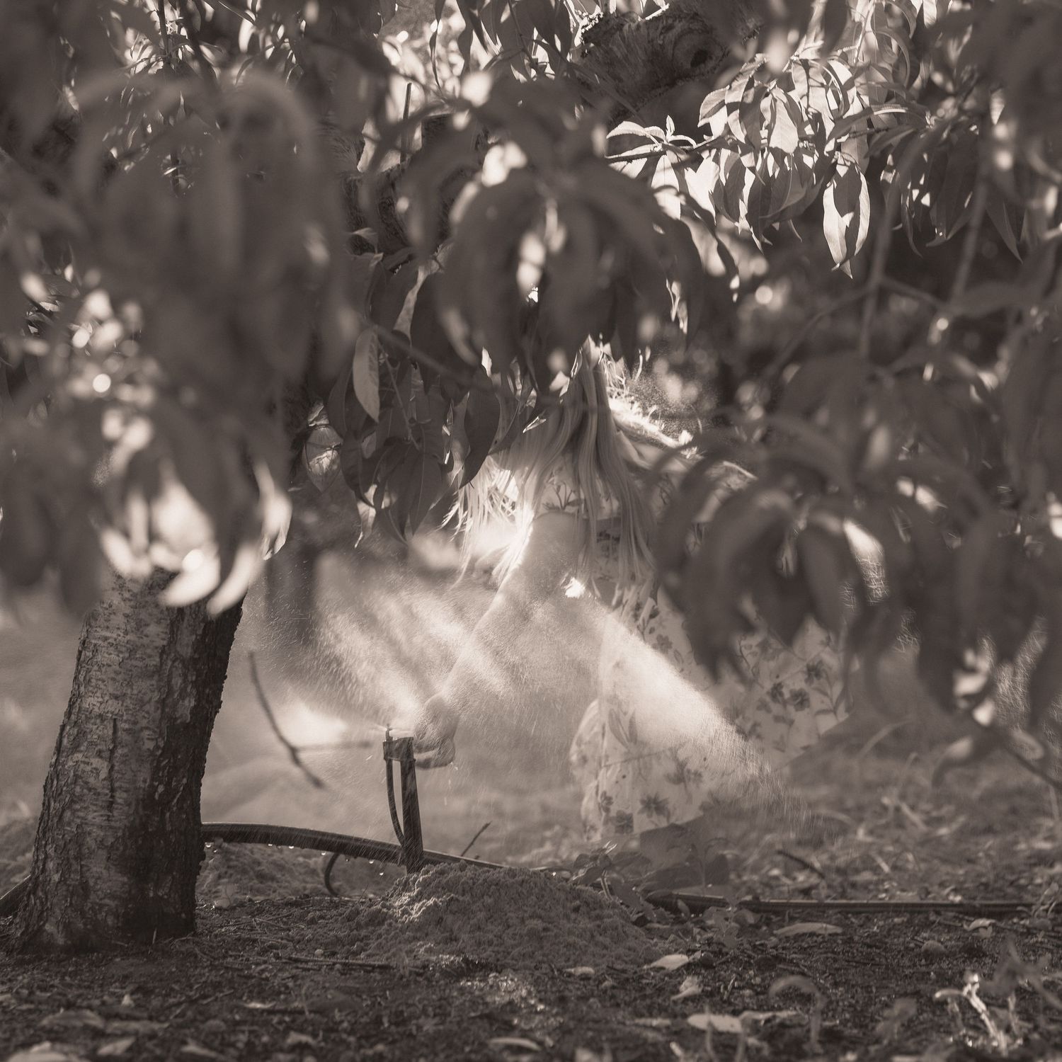 Sepia-toned photo of sunlight filtering through tree branches onto a white fabric in a garden.