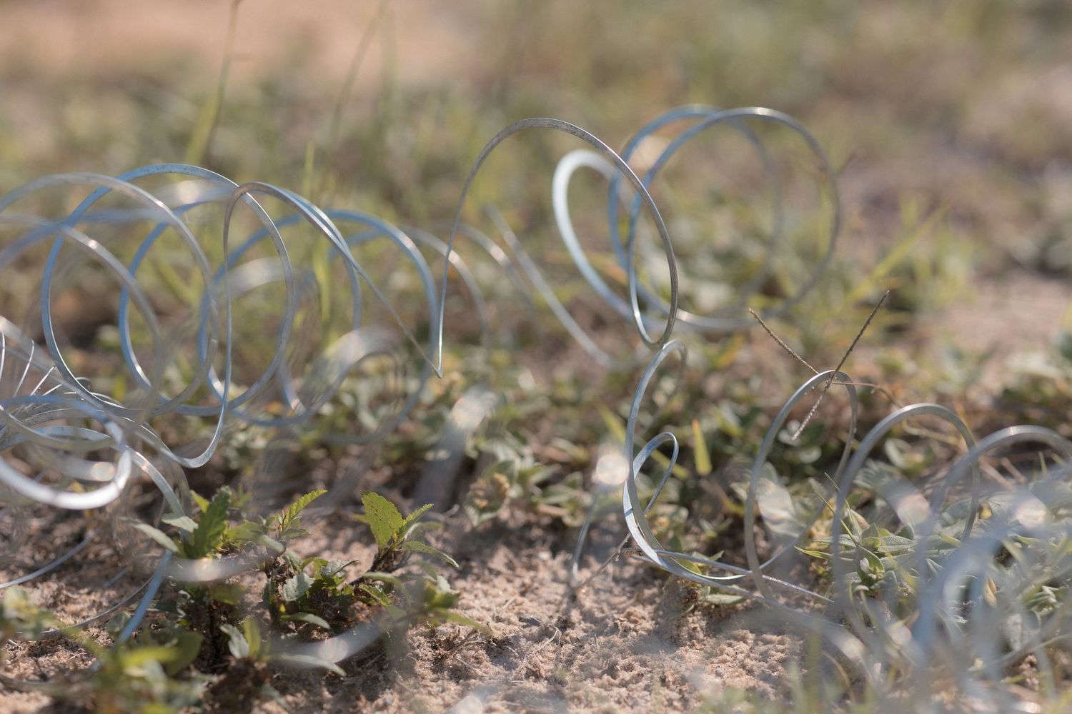 Close-up of metal wire coils scattered among small green plants growing in sandy soil outdoors.
