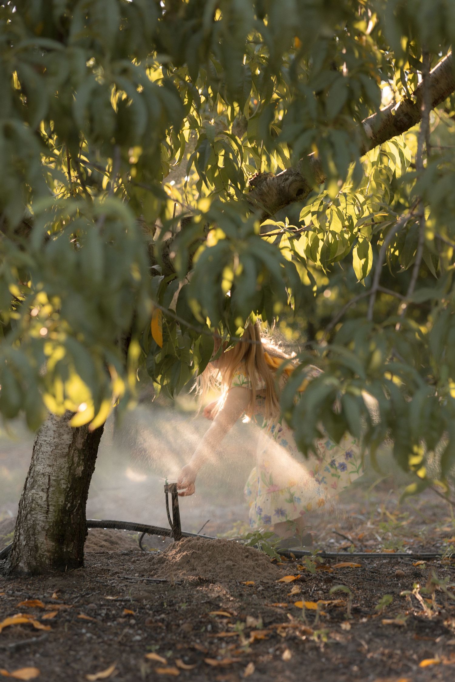 A young girl in a floral dress stands beneath sun-dappled tree branches in a golden afternoon orchard.