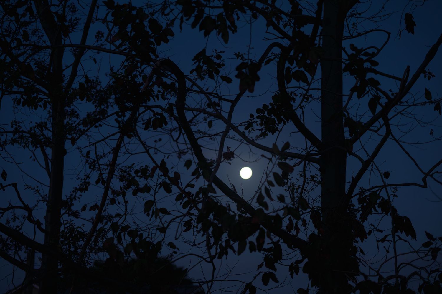 Full moon glowing through silhouetted tree branches against a dark blue night sky.