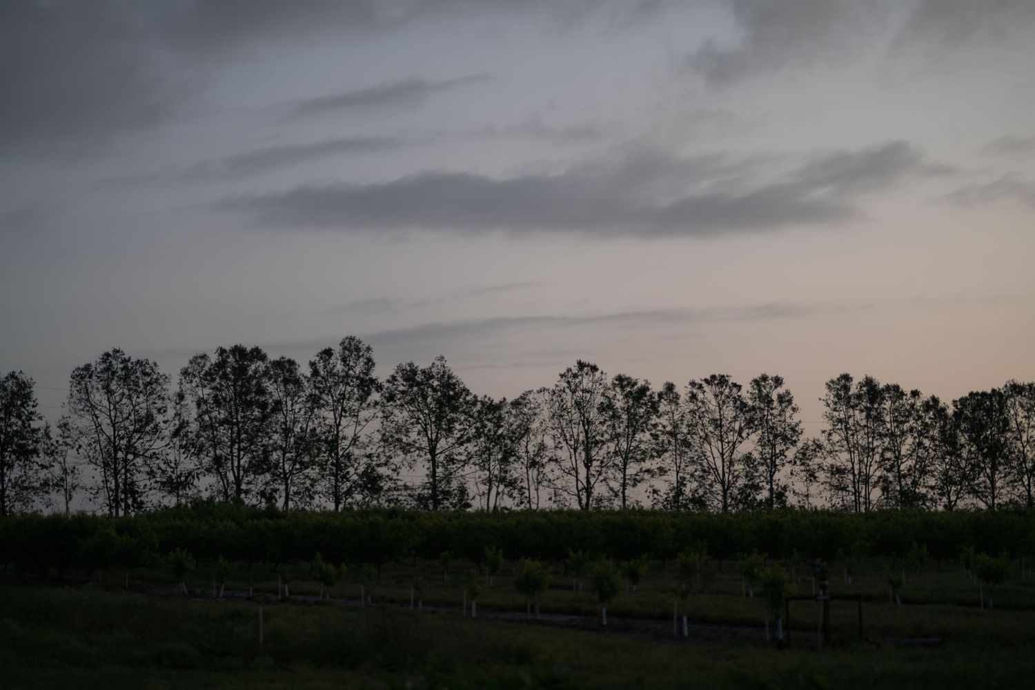 Silhouetted trees against a dramatic cloudy dusk sky over a dark rural field at twilight.