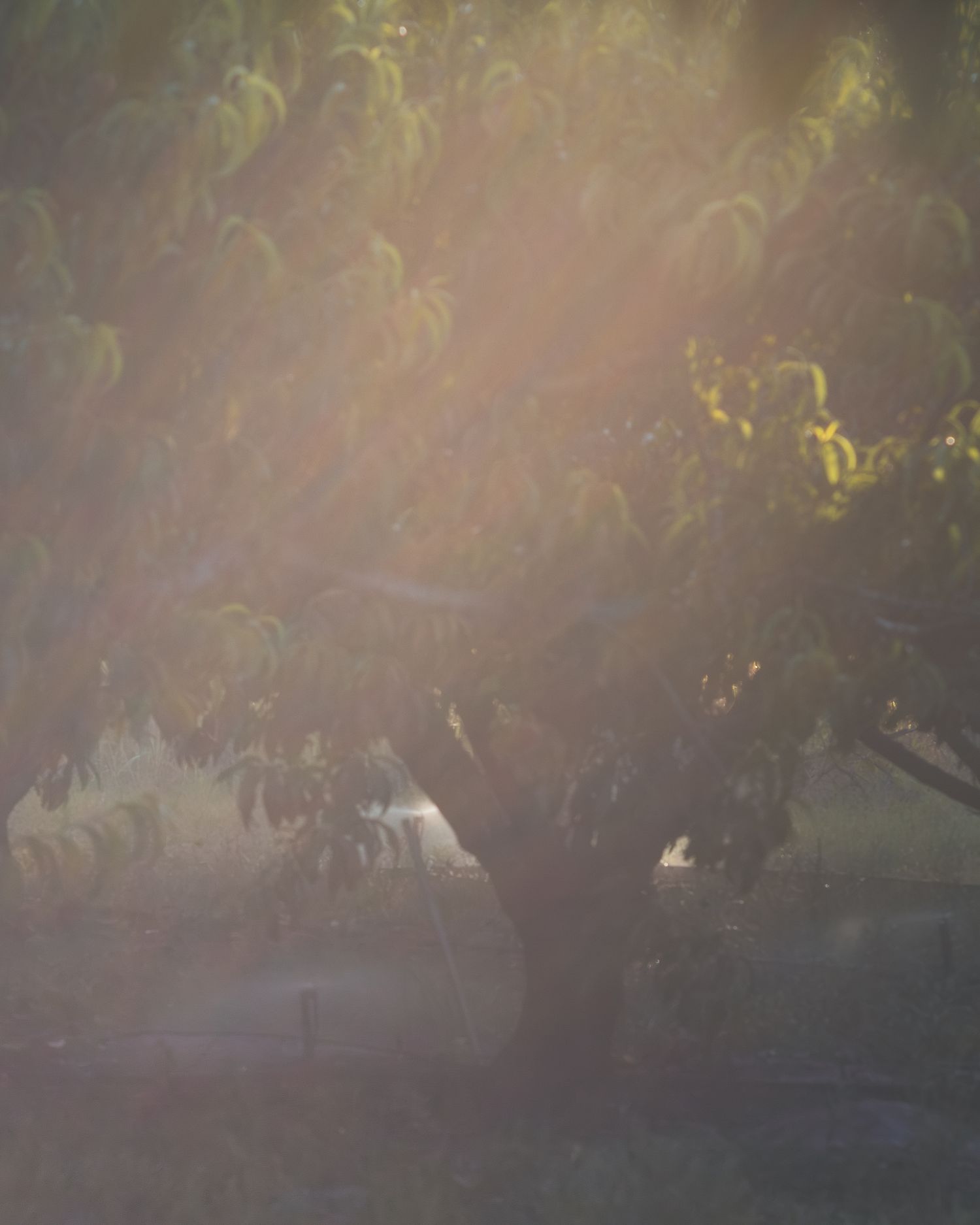 Sunlight filters through lush green tree branches creating a dreamy golden haze in a serene outdoor setting.