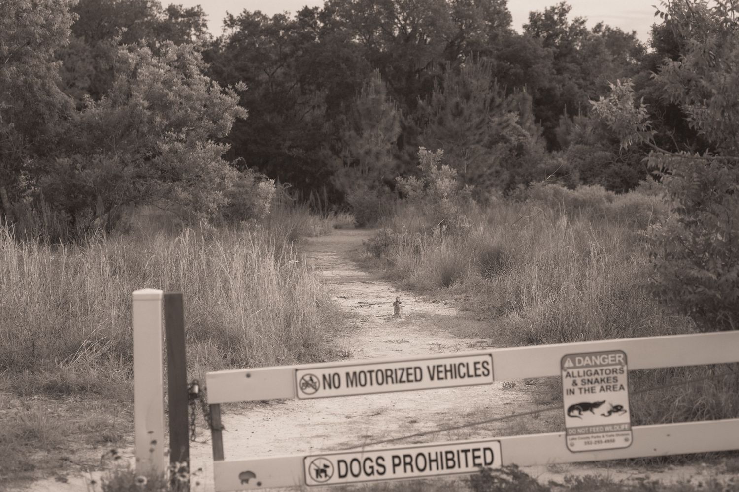 Black and white photo of a dirt trail with no motorized vehicles and dogs prohibited signs on a wooden gate.