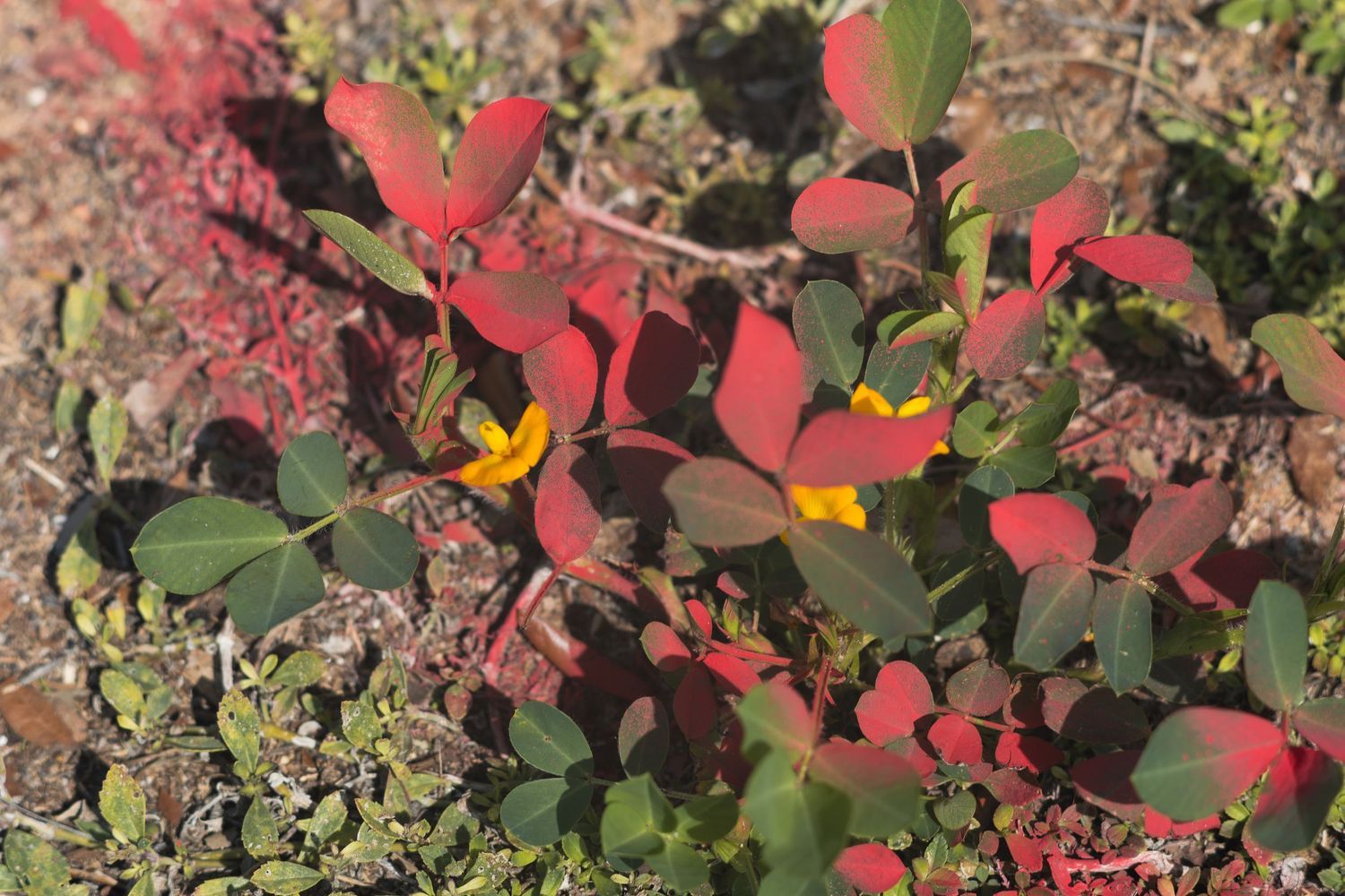 Small shrub with vibrant red leaves and yellow flowers growing among rocks and soil in natural habitat.