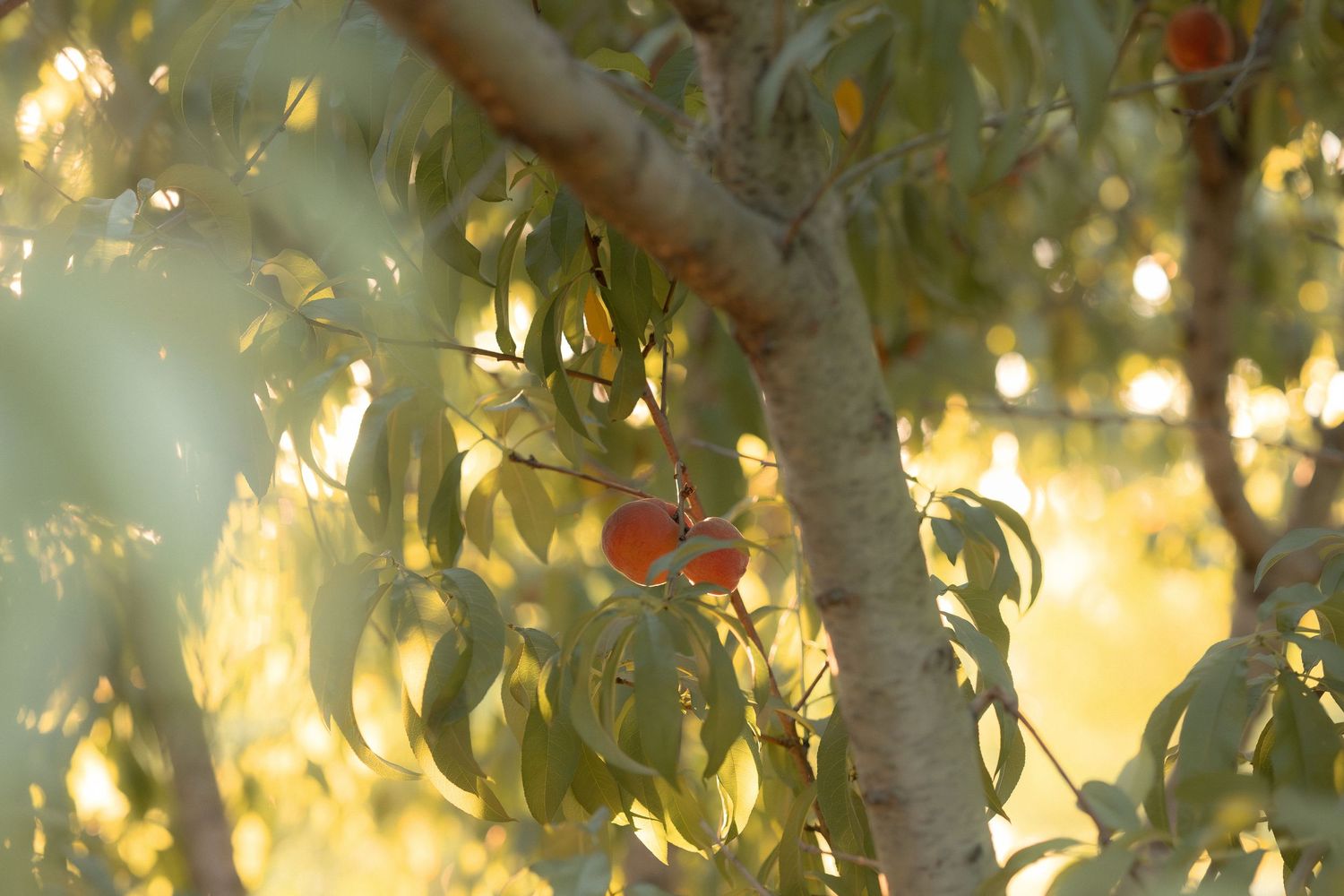 Ripe peaches growing on a sunlit peach tree with green leaves in a warm golden light orchard setting.