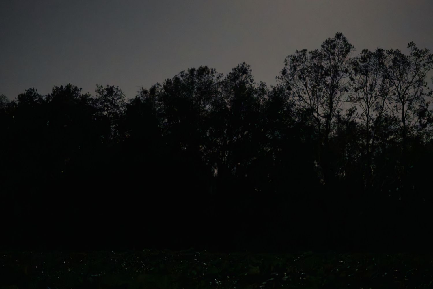 Silhouetted trees against a dark twilight sky over a dimly lit field at dusk.