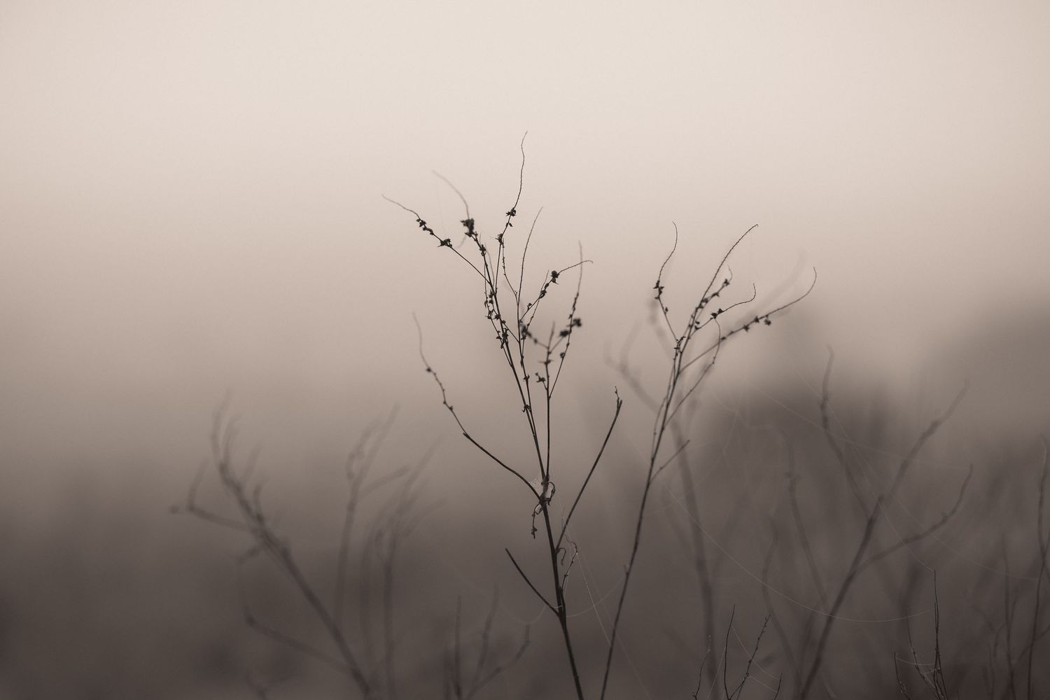 Bare tree branches emerge from misty fog creating a moody atmospheric landscape scene.