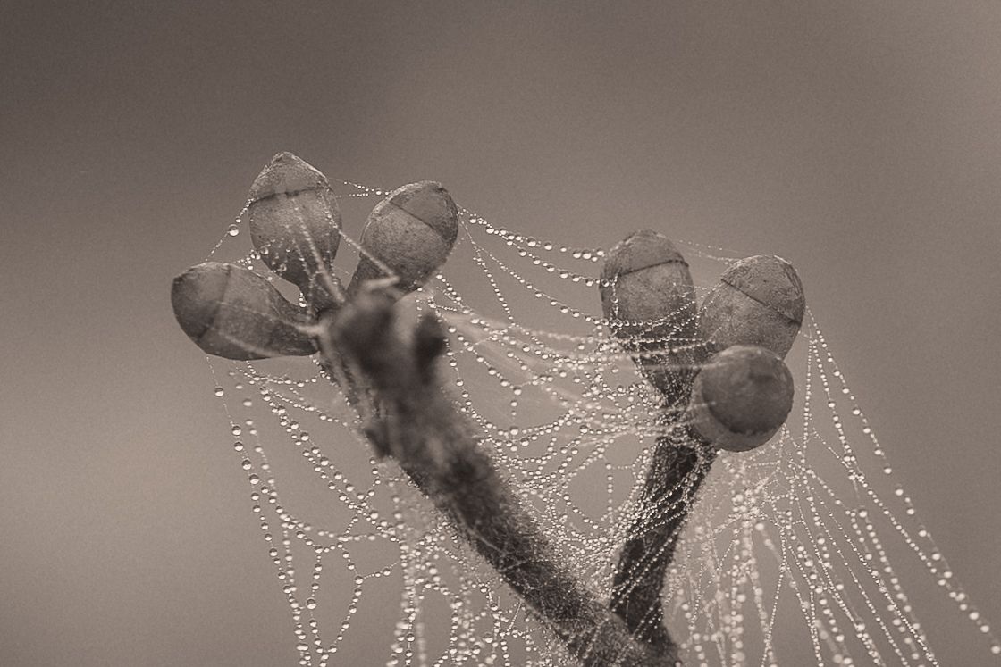 A series of spider web photos showing delicate water droplets glistening on silk strands in morning dew.